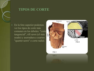 TIPOS DE CORTE



   En la foto superior podemos
    ver los tipos de corte más
    comunes en los árboles. "corte
    tangencial", rift sawn (el más
    usado) y aserradura a cuartos
    "quarter sawn" o corte radial.
 