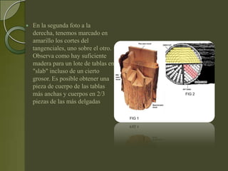    En la segunda foto a la
    derecha, tenemos marcado en
    amarillo los cortes del
    tangenciales, uno sobre el otro.
    Observa como hay suficiente
    madera para un lote de tablas en
    "slab" incluso de un cierto
    grosor. Es posible obtener una
    pieza de cuerpo de las tablas
    más anchas y cuerpos en 2/3
    piezas de las más delgadas
 