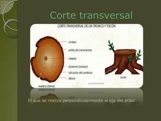 Corte transversal




El que se realiza perpendicularmente al eje del árbol
 