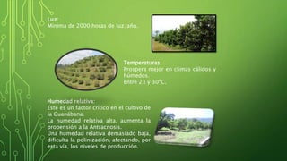 Luz: 
Mínima de 2000 horas de luz/año. 
Temperaturas: 
Prospera mejor en climas cálidos y 
húmedos. 
Entre 23 y 30ºC. 
Humedad relativa: 
Este es un factor crítico en el cultivo de 
la Guanábana. 
La humedad relativa alta, aumenta la 
propensión a la Antracnosis. 
Una humedad relativa demasiado baja, 
dificulta la polinización, afectando, por 
esta vía, los niveles de producción. 
 