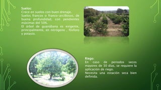 Suelos: 
Crece en suelos con buen drenaje. 
Suelos francos o franco-arcillosos, de 
buena profundidad, con pendientes 
máximas del 50%. 
El árbol de guanábana es exigente, 
principalmente, en nitrógeno , fósforo 
y potasio. 
Riego: 
En caso de periodos secos 
mayores de 30 días, se requiere la 
aplicación de riego. 
Necesita una estación seca bien 
definida. 
 