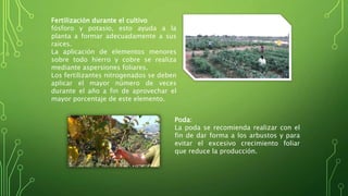 Fertilización durante el cultivo 
fósforo y potasio, esto ayuda a la 
planta a formar adecuadamente a sus 
raíces. 
La aplicación de elementos menores 
sobre todo hierro y cobre se realiza 
mediante aspersiones foliares. 
Los fertilizantes nitrogenados se deben 
aplicar el mayor número de veces 
durante el año a fin de aprovechar el 
mayor porcentaje de este elemento. 
Poda: 
La poda se recomienda realizar con el 
fin de dar forma a los arbustos y para 
evitar el excesivo crecimiento foliar 
que reduce la producción. 
 