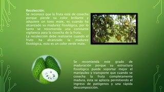 Recolección: 
Se reconoce que la fruta está de cosecha 
porque pierde su color brillante y 
adquiere un tono mate, es cuando ha 
alcanzado su madurez fisiológica, por lo 
tanto se recomienda una constante 
vigilancia para la cosecha de la fruta. 
La recolección debe realizarse cuando el 
fruto ha alcanzado la madurez 
fisiológica, esto es un color verde mate. 
Se recomienda este grado de 
maduración porque su estructura 
fisiológica puede soportar mejor el 
manipuleo y transporte que cuando se 
cosecha la fruta completamente 
madura, ésta se aplasta permitiendo el 
ingreso de patógenos y una rápida 
descomposición. 
 
