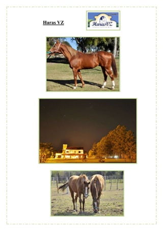 Haras VZ
 
