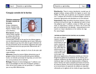 Página 8    Emprola c.a. agrotrading                        Emprola c.a. agrotrading                        Página 5



                                                                 Distribución. Tiene la misma distribución mundial que el
Gorgojo castaño de la harina                                     gorgojo confuso, aunque prefiere los lugares un poco más
                                                                 cálidos. En Chile, por lo general, se le encuentra asociado
                                                                 con T. confusum de la Primera a la Décima Región, siendo en
                                                                 ocasiones, ligeramente más abundante en el norte del país.
Tribolium castaneum:
Gorgojo castaño de                                               Importancia. Plaga secundaria de granos limpios y secos y
                                                                 primarios de harina de trigo. Su capacidad de volar lo hace
la harina                                                        más peligroso que T. confusum, aunque en Chile, por lo ge-
Orden: Coleóptera                                                neral, su importancia y número es menor. En el norte del
Familia: Tenebrionidae                                           país con temperaturas más elevadas, ocasionalmente se en-
Especie: Tribollum casta-                                        cuentra en mayor abundancia en los molinos de trigo.       .
neum (Herbst.)                                                   Por: Jesús Angulo
Descripción. De apa-
riencia similar al gorgo-
                                                                 SISTEMA AUTOMATICO DE CONTROL EN CALDERAS.
jo confuso de la harina.
De forma alargada, lige-                                         Una sala de calderas
ramente plana, antenas en las que los tres últimos segmen-       requiere numerosos
tos son marcadamente más grandes que el resto. Ojos gran-        componentes de
des y la distancia que hay entre ellos es igual al diámetro de   control para su ope-
los ojos. El tamaño de los tres últimos segmentos de la ante-    ración, muchos de
na y la distancia entre los ojos permiten diferenciarlo de T.    ellos regulados por
confusum.                                                        Ley, todos ellos ne-
                                                                 cesarios para la co-
El adulto capaz de volar, mide de 3 a 4 mm. Es de color café     rrecta y segura ope-
rojizo brillante.                                                ración de las calde-
Alimento. Posee los mismos hábitos alimenticios que el           ras de vapor. Las
gorgojo confuso de la harina prefiriendo granos dañados,         diferentes regulaciones y Directivas emitidas por diversos
sucios, con elevado porcentaje de impurezas, así como hari-      Organismos gobiernan la instalación de los mismos, para
na y otros productos de la molienda.                             cualquier ampliación de información al respecto de las nor-
                                                                 mativas en vigor y en fase de implementación, el Departa-
Biología. Presenta la misma biología que T. confusum, aun-
                                                                 mento Técnico de nuestra compañía permanece al servicio
que el ciclo biológico es más corto. El aspecto, tamaño y
                                                                 de nuestros clientes. Una de las normativas de mayor peso
color de las larvas y pupas, son tan parecidas a T. confusum
                                                                 es la concerniente a la operación de calderas sin operador
que es muy difícil diferenciarías.
                                                                 reforzando así la vigilancia de los niveles de agua requeridos.
 