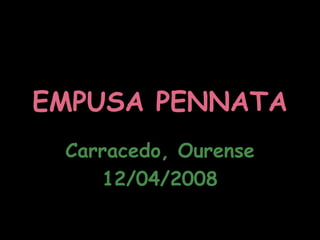 EMPUSA PENNATA Carracedo, Ourense 12/04/2008 