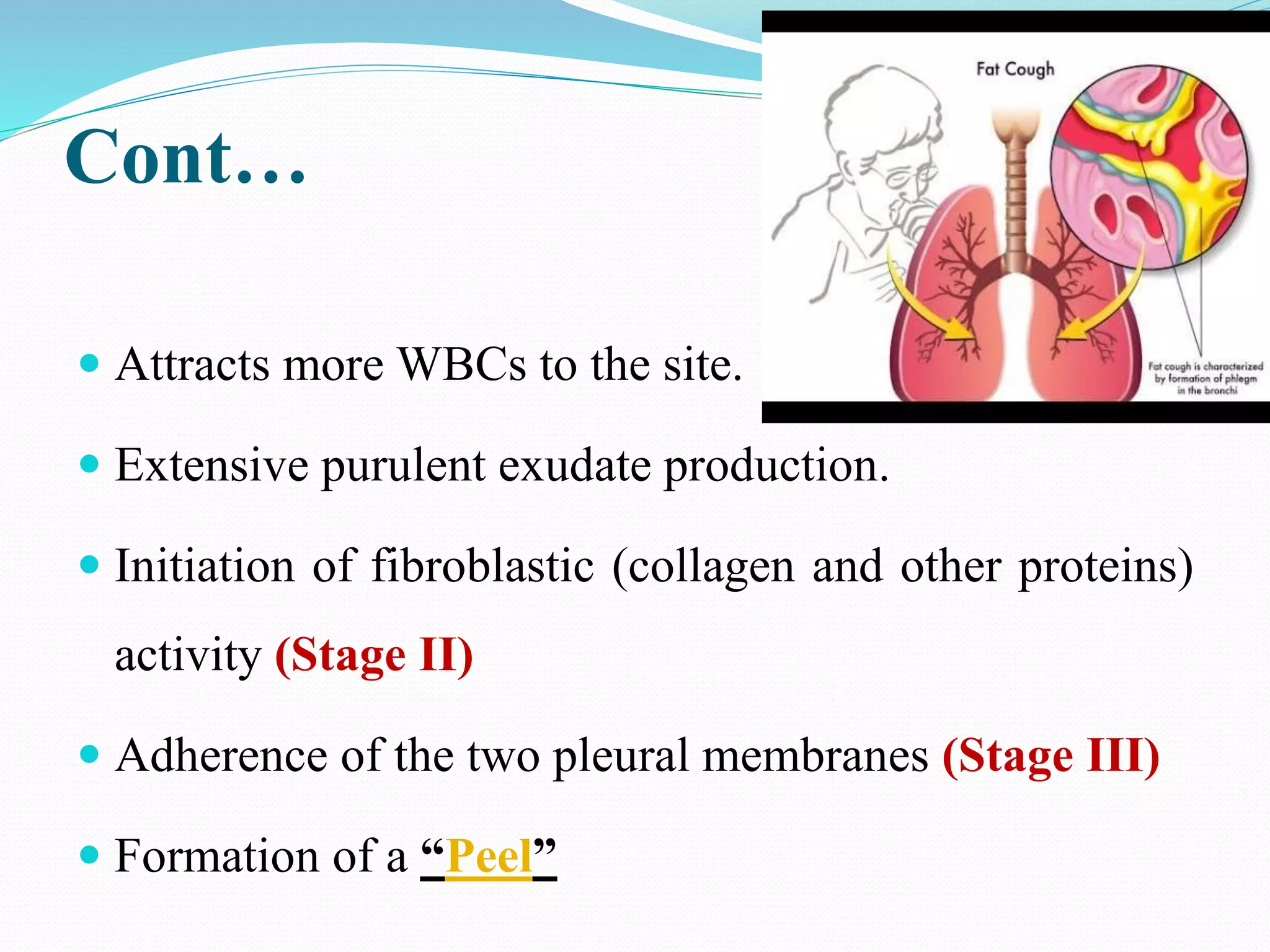Cont…
 Attracts more WBCs to the site.
 Extensive purulent exudate production.
 Initiation of fibroblastic (collagen and other proteins)
activity (Stage II)
 Adherence of the two pleural membranes (Stage III)
 Formation of a “Peel”
 