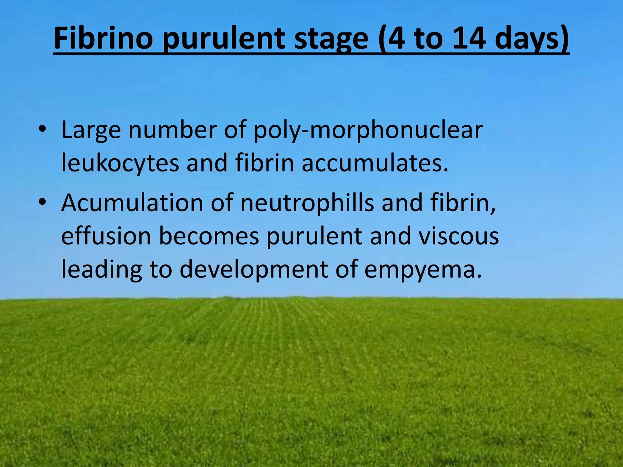 Fibrino purulent stage (4 to 14 days)
• Large number of poly-morphonuclear
leukocytes and fibrin accumulates.
• Acumulation of neutrophills and fibrin,
effusion becomes purulent and viscous
leading to development of empyema.
 