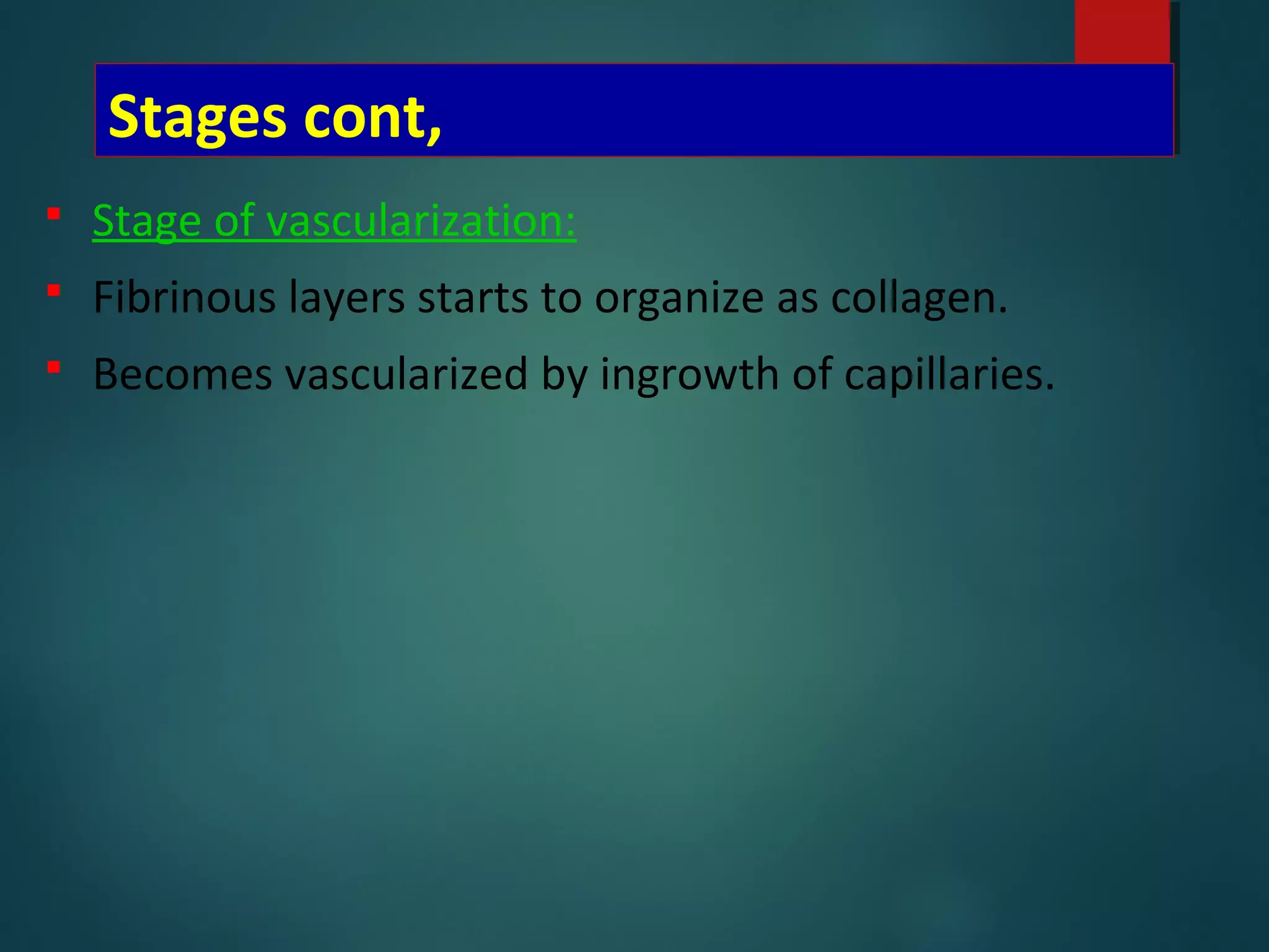 Stages cont,
 Stage of vascularization:
 Fibrinous layers starts to organize as collagen.
 Becomes vascularized by ingrowth of capillaries.
 