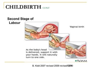 B. Kidd 2007 revised 2009 revised 20101329
CHILDBIRTH CONT
Second Stage of
Labour
 