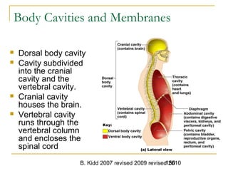 B. Kidd 2007 revised 2009 revised 2010156
Body Cavities and Membranes
 Dorsal body cavity
 Cavity subdivided
into the cranial
cavity and the
vertebral cavity.
 Cranial cavity
houses the brain.
 Vertebral cavity
runs through the
vertebral column
and encloses the
spinal cord
 