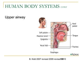 B. Kidd 2007 revised 2009 revised 2010164
HUMAN BODY SYSTEMS CONT
Upper airway
 