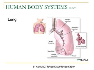 B. Kidd 2007 revised 2009 revised 2010165
HUMAN BODY SYSTEMS CONT
Lung
 