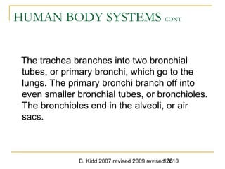 B. Kidd 2007 revised 2009 revised 2010166
HUMAN BODY SYSTEMS CONT
The trachea branches into two bronchial
tubes, or primary bronchi, which go to the
lungs. The primary bronchi branch off into
even smaller bronchial tubes, or bronchioles.
The bronchioles end in the alveoli, or air
sacs.
 