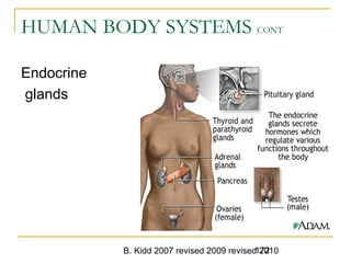 B. Kidd 2007 revised 2009 revised 2010172
HUMAN BODY SYSTEMS CONT
Endocrine
glands
 
