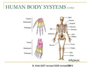 B. Kidd 2007 revised 2009 revised 2010176
HUMAN BODY SYSTEMS CONT
 