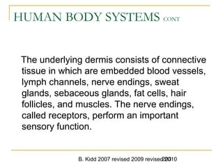 B. Kidd 2007 revised 2009 revised 2010203
HUMAN BODY SYSTEMS CONT
The underlying dermis consists of connective
tissue in which are embedded blood vessels,
lymph channels, nerve endings, sweat
glands, sebaceous glands, fat cells, hair
follicles, and muscles. The nerve endings,
called receptors, perform an important
sensory function.
 