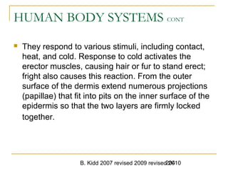 B. Kidd 2007 revised 2009 revised 2010204
HUMAN BODY SYSTEMS CONT
 They respond to various stimuli, including contact,
heat, and cold. Response to cold activates the
erector muscles, causing hair or fur to stand erect;
fright also causes this reaction. From the outer
surface of the dermis extend numerous projections
(papillae) that fit into pits on the inner surface of the
epidermis so that the two layers are firmly locked
together.
 