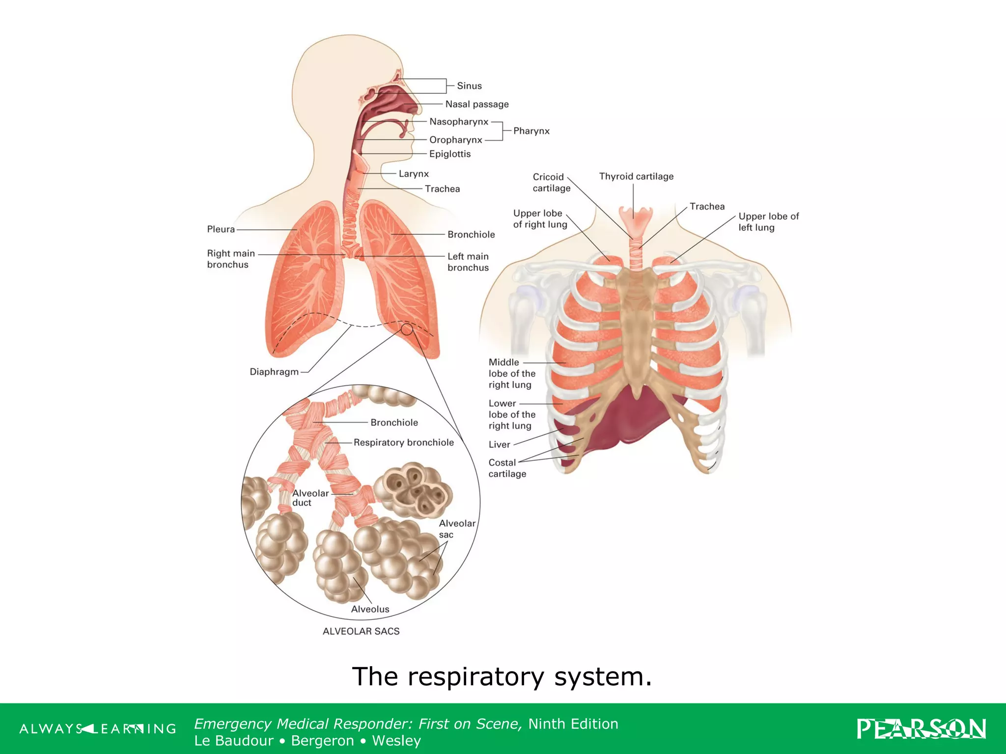 Copyright ©2012 by Pearson Education, Inc.
All rights reserved.
Emergency Care, Twelfth Edition
Daniel J. Limmer • O’Keefe • Grant • Murray • Bergeron • Dickinson
Emergency Medical Responder: First on Scene, Ninth Edition
Le Baudour • Bergeron • Wesley
The respiratory system.
 