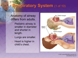 Respiratory System (1 of 10)
• Anatomy of airway
differs from adults.
– Pediatric airway is
smaller in diameter
and shorter in
length.
– Lungs are smaller.
– Heart is higher in
child’s chest.
 