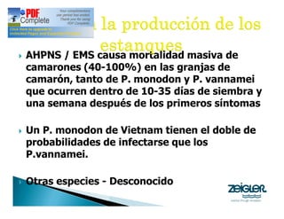 } AHPNS / EMS causa mortalidad masiva de
camarones (40-100%) en las granjas de
camarón, tanto de P. monodon y P. vannamei
que ocurren dentro de 10-35 días de siembra y
una semana después de los primeros síntomas
} Un P. monodon de Vietnam tienen el doble de
probabilidades de infectarse que los
P.vannamei.
} Otras especies - Desconocido
 