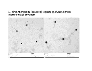 Electron Microscopy Pictures of Isolated and Characterized
Bacteriophage: Shockage
 