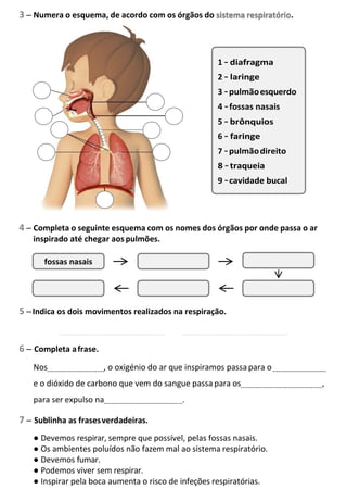 3 – Numera o esquema, de acordo com os órgãos do sistema respiratório.
4 – Completa o seguinte esquema com os nomes dos órgãos por onde passa o ar
inspirado até chegar aospulmões.
5 –Indica os dois movimentos realizados na respiração.
6 – Completa afrase.
Nos , o oxigénio do ar que inspiramos passapara o
e o dióxido de carbono que vem do sangue passa para os ,
para ser expulso na .
7 – Sublinha as frasesverdadeiras.
● Devemos respirar, sempre que possível, pelas fossas nasais.
● Os ambientes poluídos não fazem mal ao sistema respiratório.
● Devemos fumar.
● Podemos viver sem respirar.
● Inspirar pela boca aumenta o risco de infeções respiratórias.
1
2
3
5
6
7
fossas nasais
 