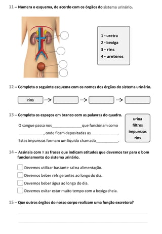 11 – Numera o esquema, de acordo com os órgãos do sistema urinário.
12 – Completa o seguinte esquema com os nomes dos órgãos do sistema urinário.
13 – Completa os espaços em branco com as palavras do quadro.
O sangue passa nos que funcionam como
, onde ficam depositadas as .
Estas impurezas formam um líquido chamado .
14 – Assinala com X as frases que indicam atitudes que devemos ter para o bom
funcionamento do sistema urinário.
Devemos utilizar bastante salna alimentação.
Devemos beber refrigerantes ao longodo dia.
Devemos beber água ao longo do dia.
Devemos evitar estar muito tempo com a bexiga cheia.
15 – Que outros órgãos do nosso corpo realizam uma função excretora?
urina
filtros
impurezas
rins
1
2
3
4
rins
 