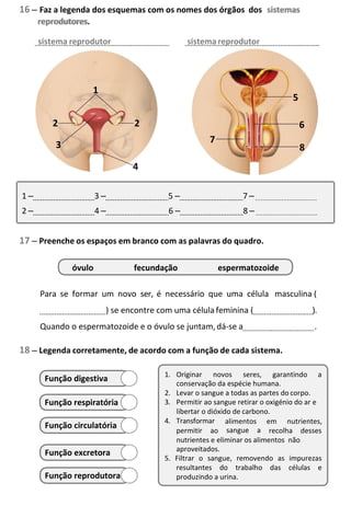 2
16 – Faz a legenda dos esquemas com os nomes dos órgãos dos
sistema reprodutor sistemareprodutor
17 – Preenche os espaços em branco com as palavras do quadro.
Para se formar um novo ser, é necessário que uma célula masculina (
) se encontre com uma célula feminina ( ).
Quando o espermatozoide e o óvulo se juntam,dá-se a .
18 – Legenda corretamente, de acordo com a função de cada sistema.
sistemas
Função digestiva
Função respiratória
Função circulatória
Função excretora
Função reprodutora
1. Originar novos seres, garantindo a
conservação da espécie humana.
2. Levar o sangue a todas as partes do corpo.
3. Permitir ao sangue retirar o oxigénio do ar e
libertar o dióxido de carbono.
4. Transformar
permitir ao
alimentos
sangue a
em nutrientes,
recolha desses
nutrientes e eliminar os alimentos não
aproveitados.
5. Filtrar o sangue, removendo as impurezas
resultantes do trabalho das células e
produzindo a urina.
reprodutores.
1 – 3 – 5 – 7 –
2 – 4 – 6 – 8 –
óvulo fecundação espermatozoide
 