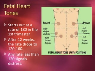 Starts out at a
rate of 180 in the
1st trimester
After 12 weeks,
the rate drops to
120-160.
Any rate less than
120 signals
distress.
 