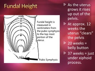 As the uterus
grows it rises
up out of the
pelvis.
At approx. 12
weeks the
uterus “clears”
the pelvis
20 weeks =
belly button
37 weeks = just
under xiphoid
process.
 