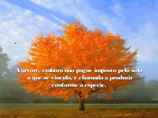 A árvore, embora não pague imposto pelo soloA árvore, embora não pague imposto pelo solo
a que se vincula, é chamada a produzira que se vincula, é chamada a produzir
conforme a espécie.conforme a espécie.
 