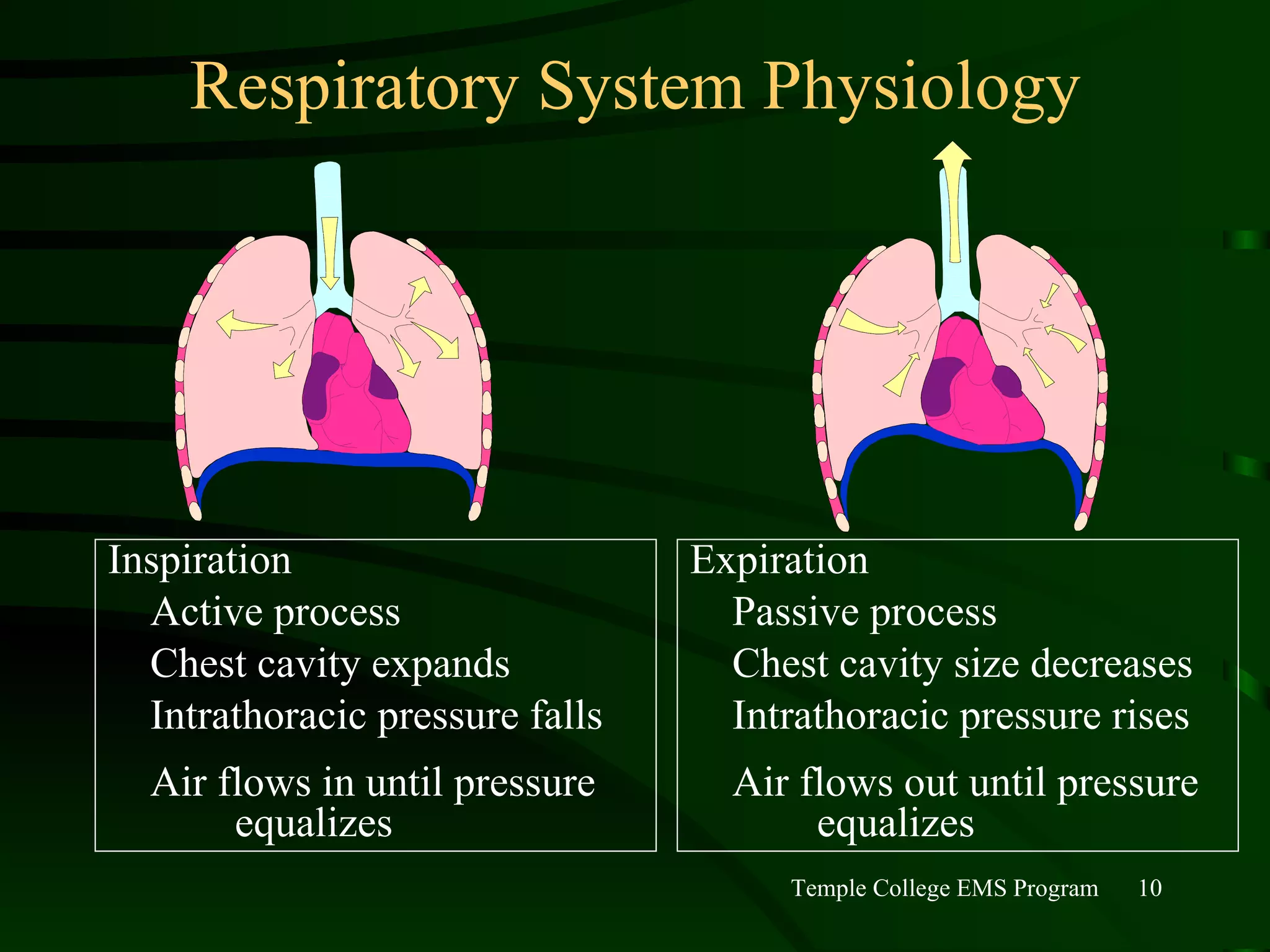 Respiratory System Physiology Inspiration Active process Chest cavity expands Intrathoracic pressure falls Air flows in until pressure  equalizes Expiration Passive process Chest cavity size decreases Intrathoracic pressure rises Air flows out until pressure  equalizes 
