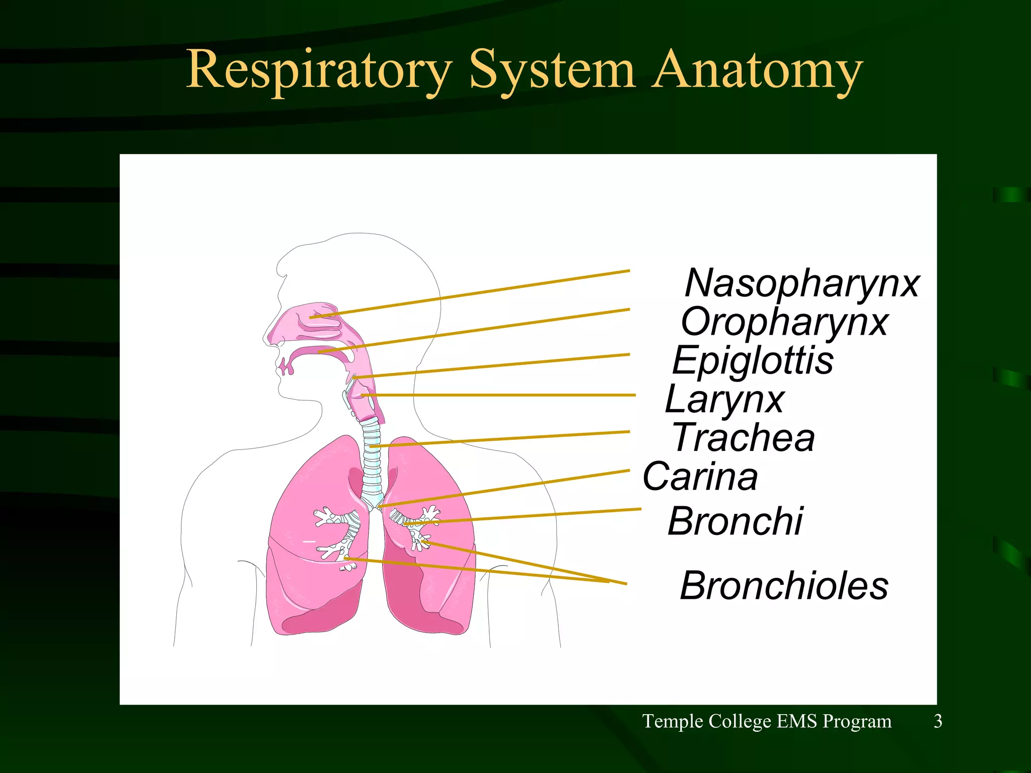 Respiratory System Anatomy Nasopharynx Oropharynx Epiglottis Larynx Trachea Bronchi Bronchioles Carina 