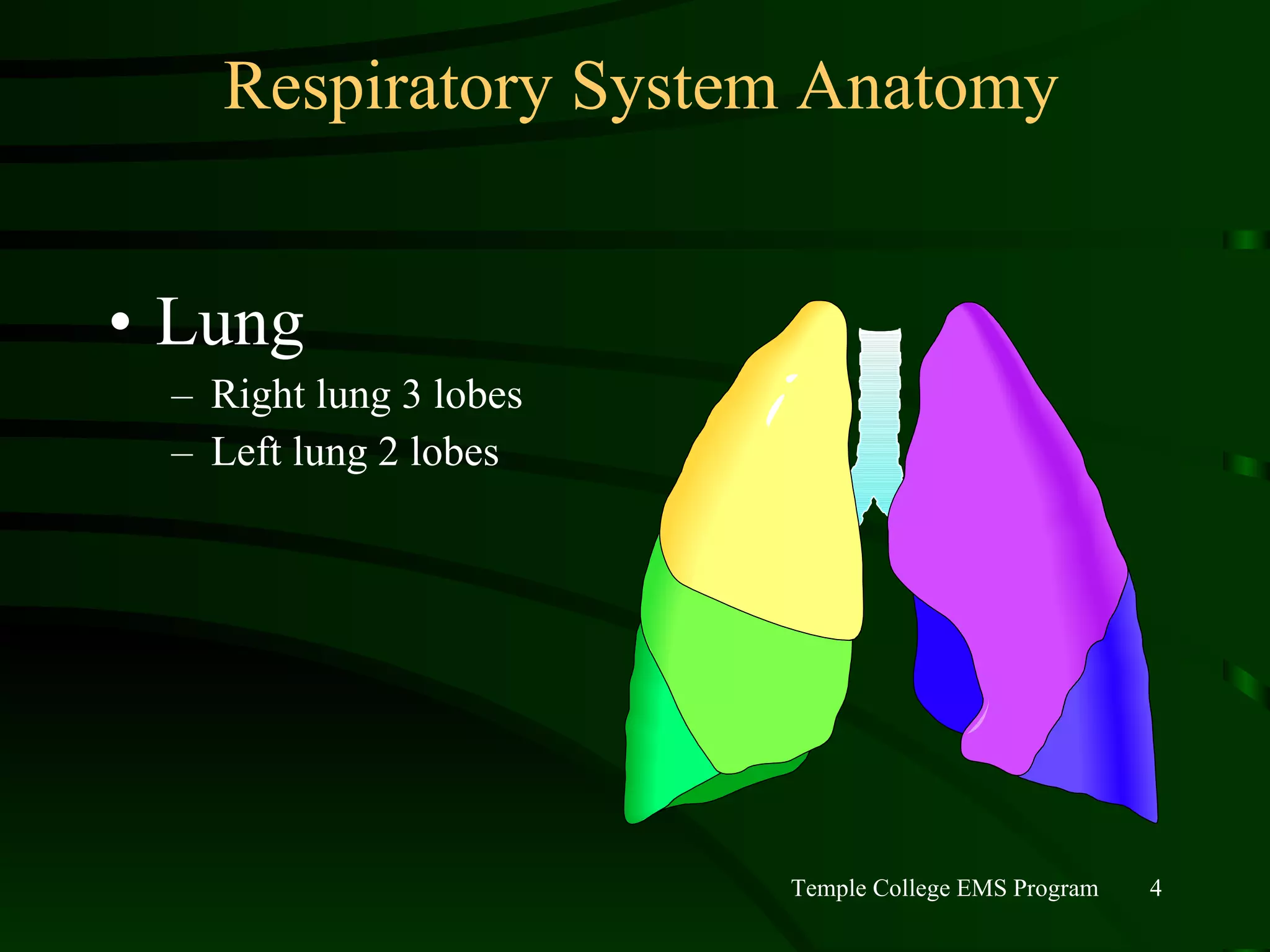 Respiratory System Anatomy Lung Right lung 3 lobes Left lung 2 lobes 