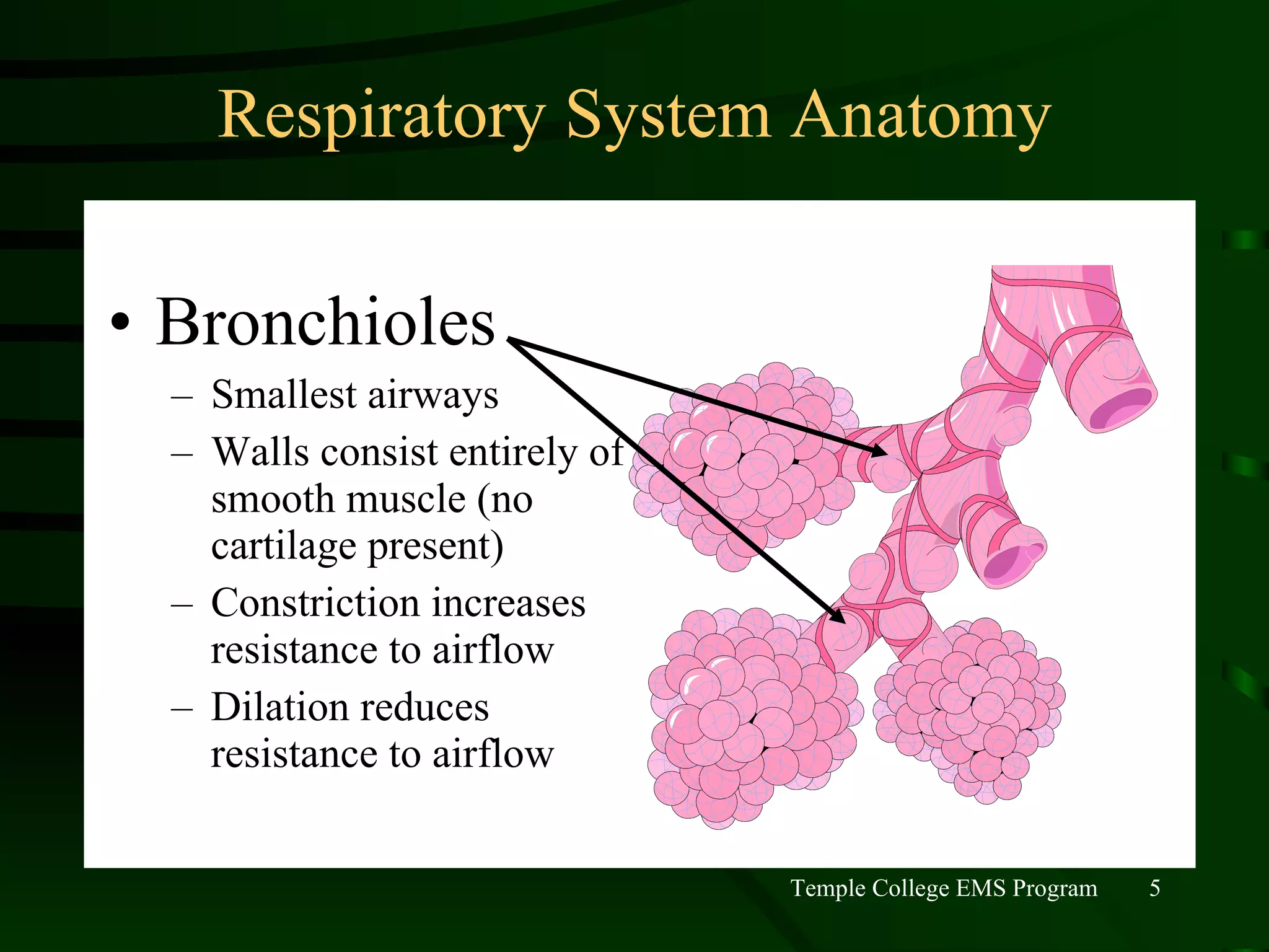 Respiratory System Anatomy Bronchioles Smallest airways Walls consist entirely of smooth muscle (no cartilage present) Constriction increases resistance to airflow Dilation reduces resistance to airflow 