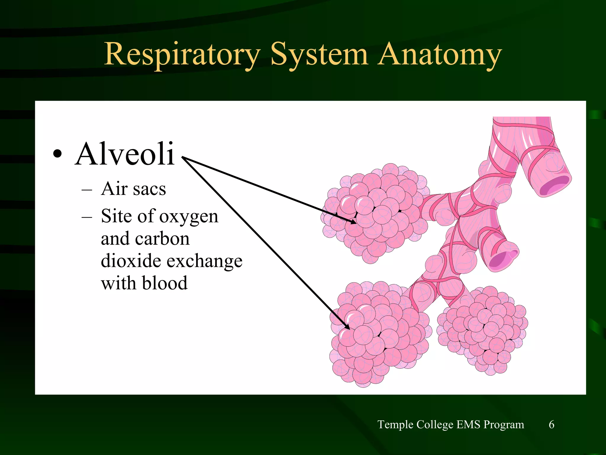 Respiratory System Anatomy Alveoli Air sacs Site of oxygen and carbon dioxide exchange with blood 