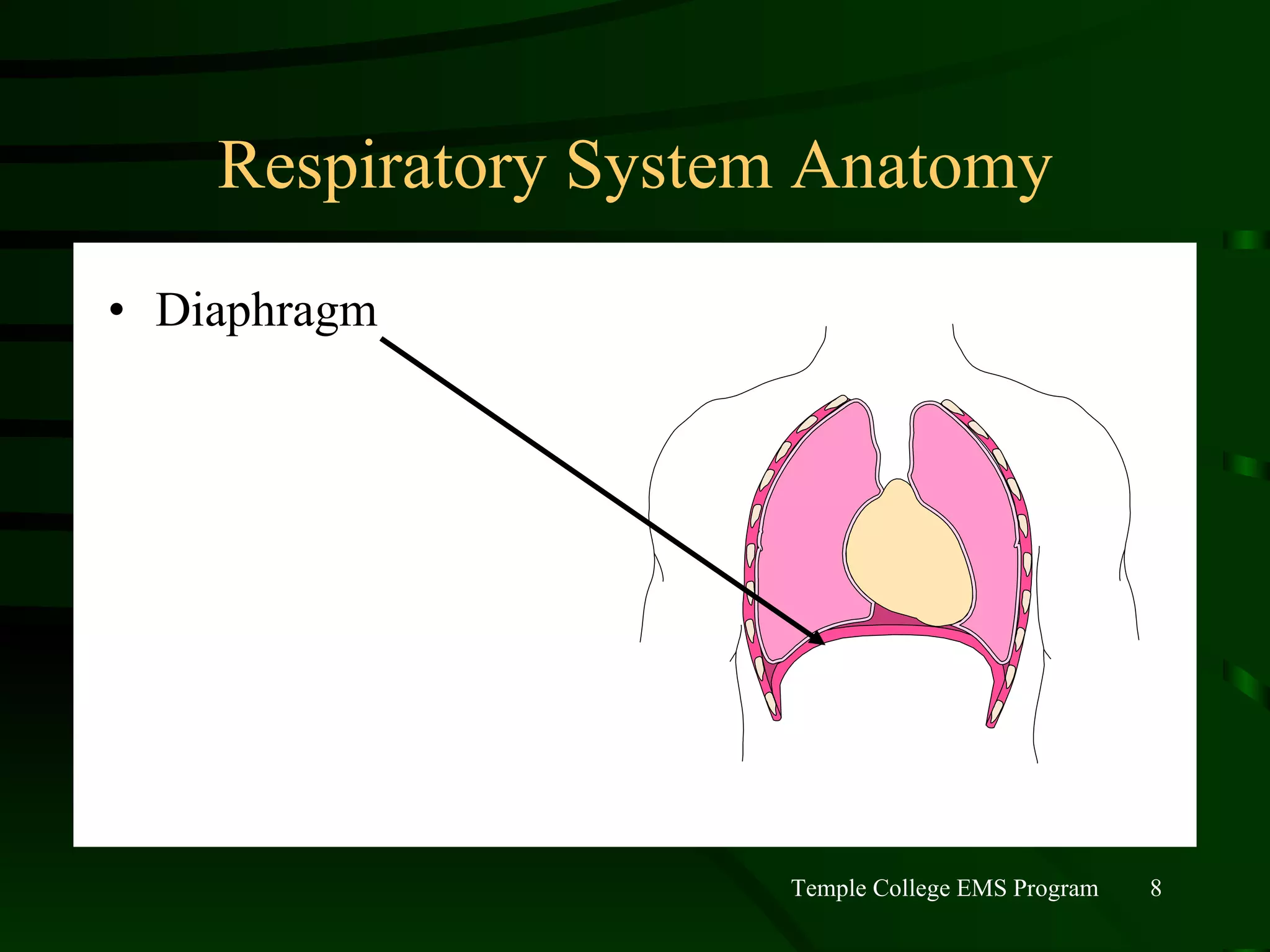 Respiratory System Anatomy Diaphragm 