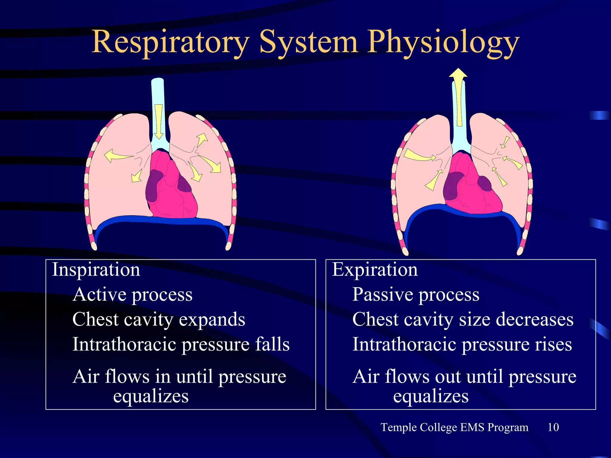 Respiratory System Physiology Inspiration Active process Chest cavity expands Intrathoracic pressure falls Air flows in until pressure  equalizes Expiration Passive process Chest cavity size decreases Intrathoracic pressure rises Air flows out until pressure  equalizes 