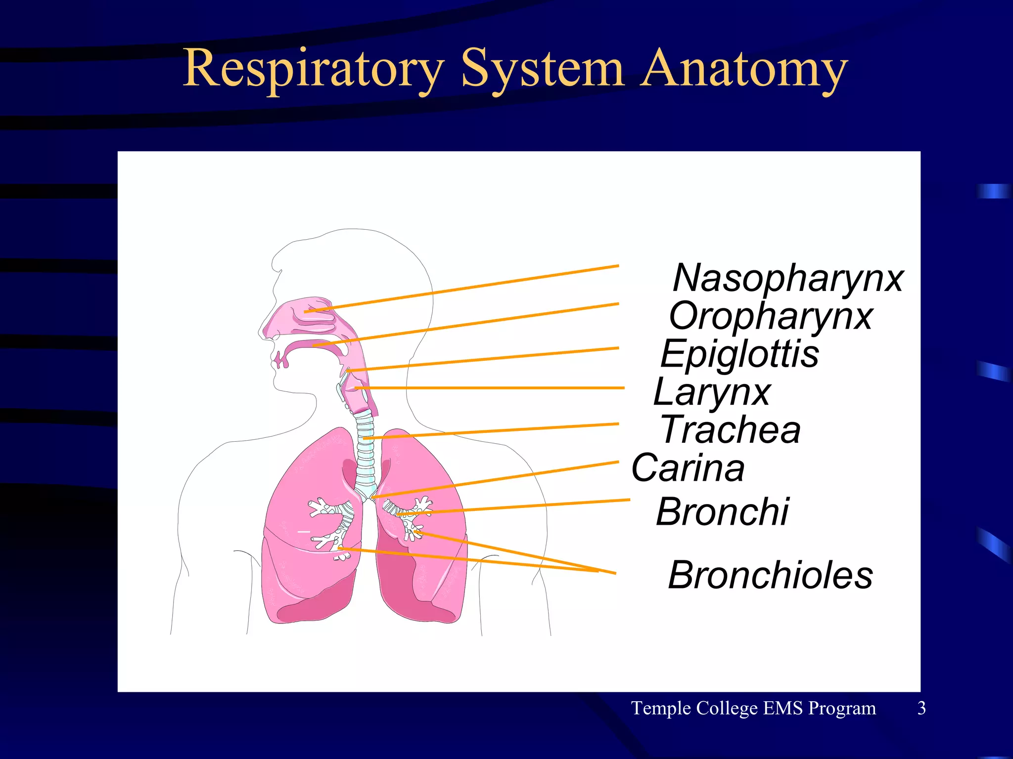 Respiratory System Anatomy Nasopharynx Oropharynx Epiglottis Larynx Trachea Bronchi Bronchioles Carina 