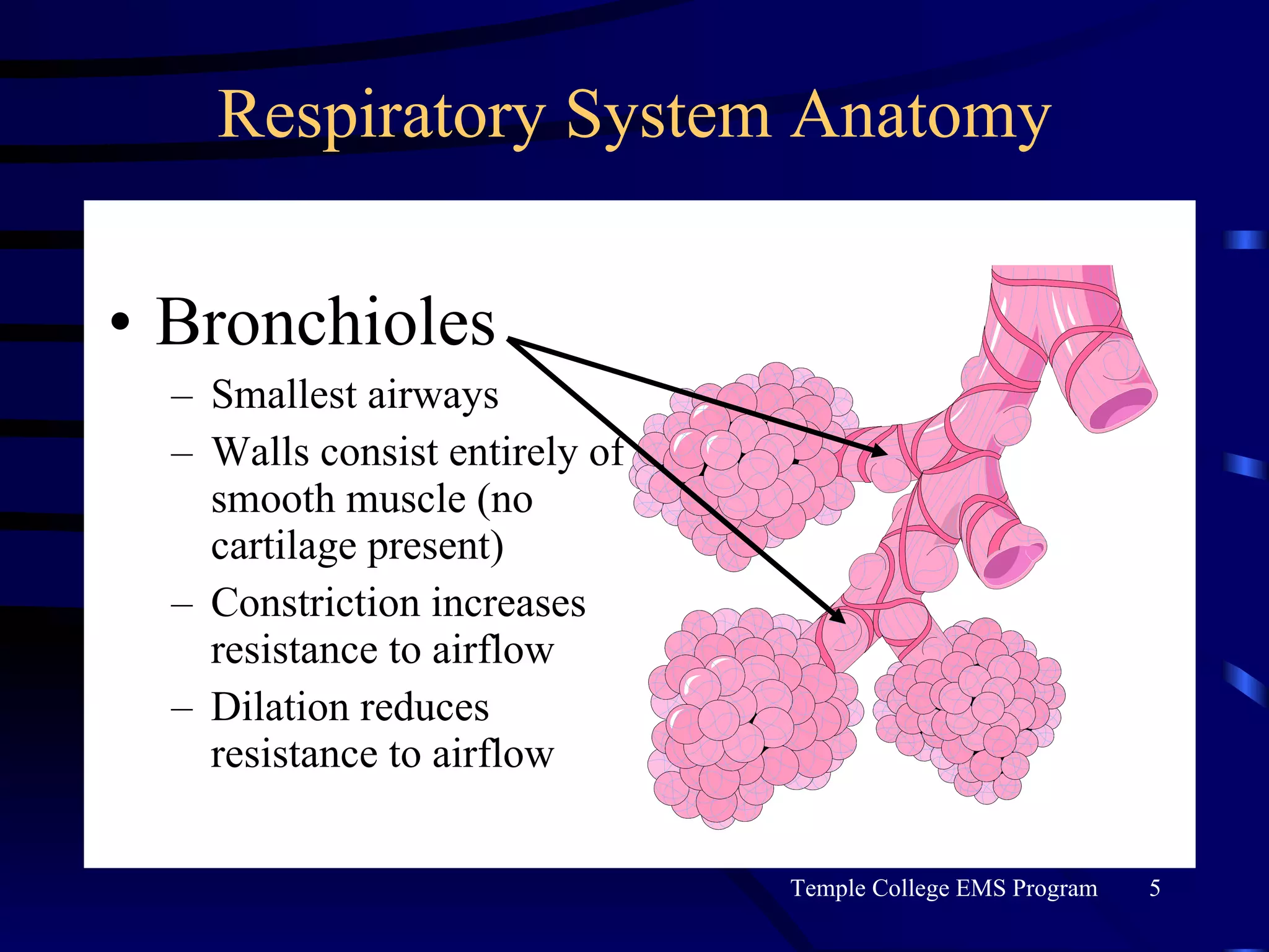 Respiratory System Anatomy Bronchioles Smallest airways Walls consist entirely of smooth muscle (no cartilage present) Constriction increases resistance to airflow Dilation reduces resistance to airflow 