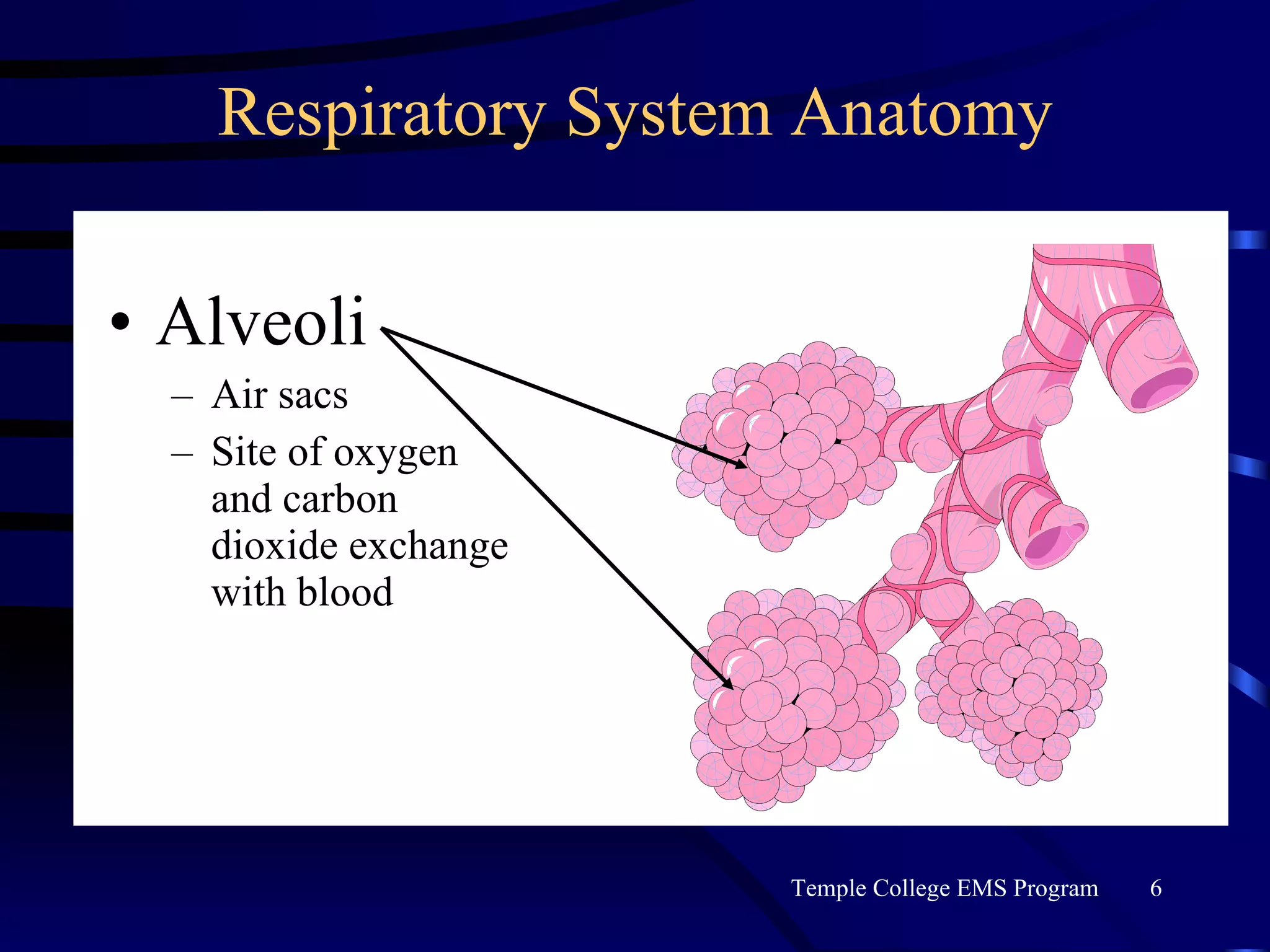 Respiratory System Anatomy Alveoli Air sacs Site of oxygen and carbon dioxide exchange with blood 