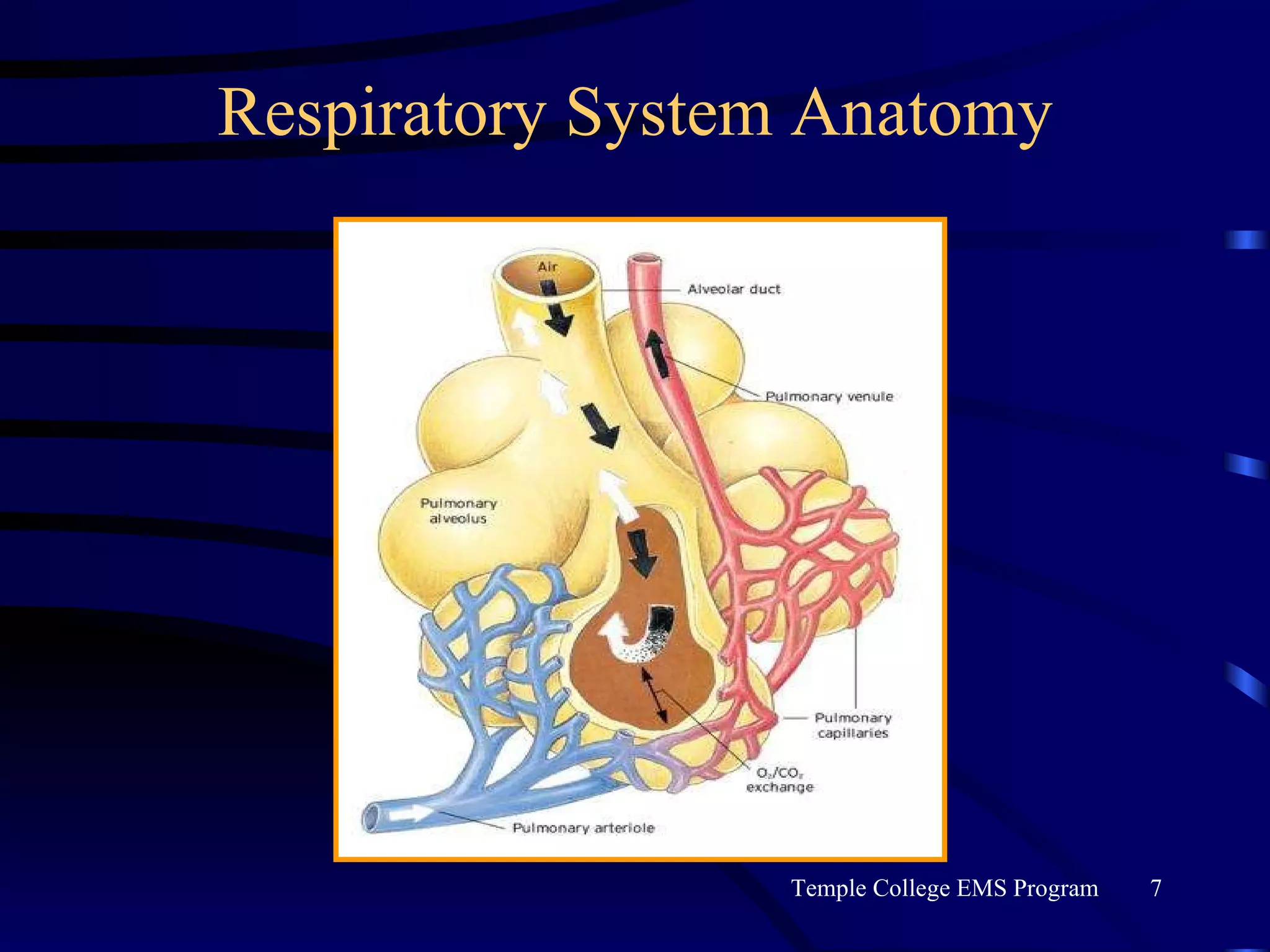 Respiratory System Anatomy 