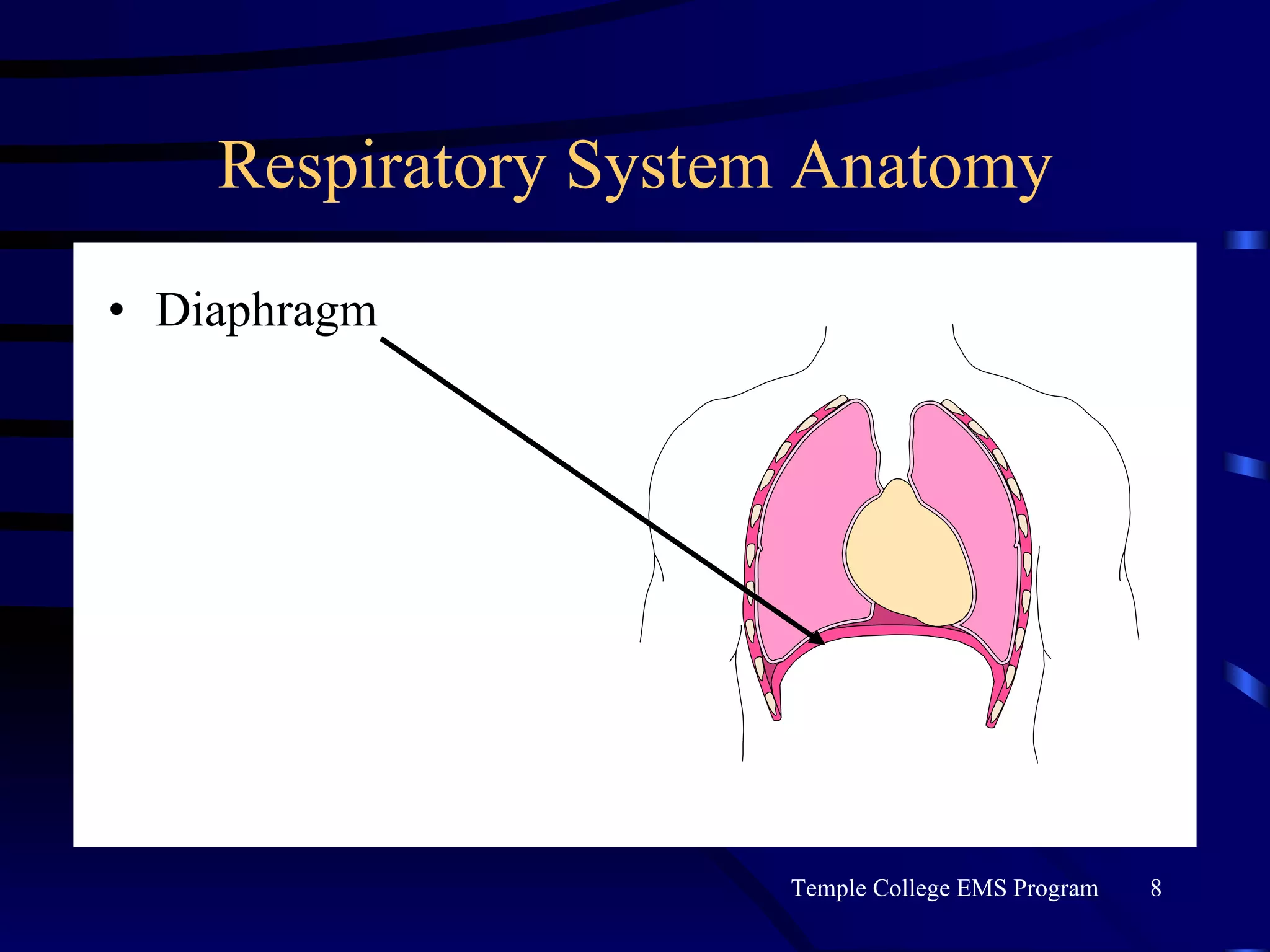 Respiratory System Anatomy Diaphragm 
