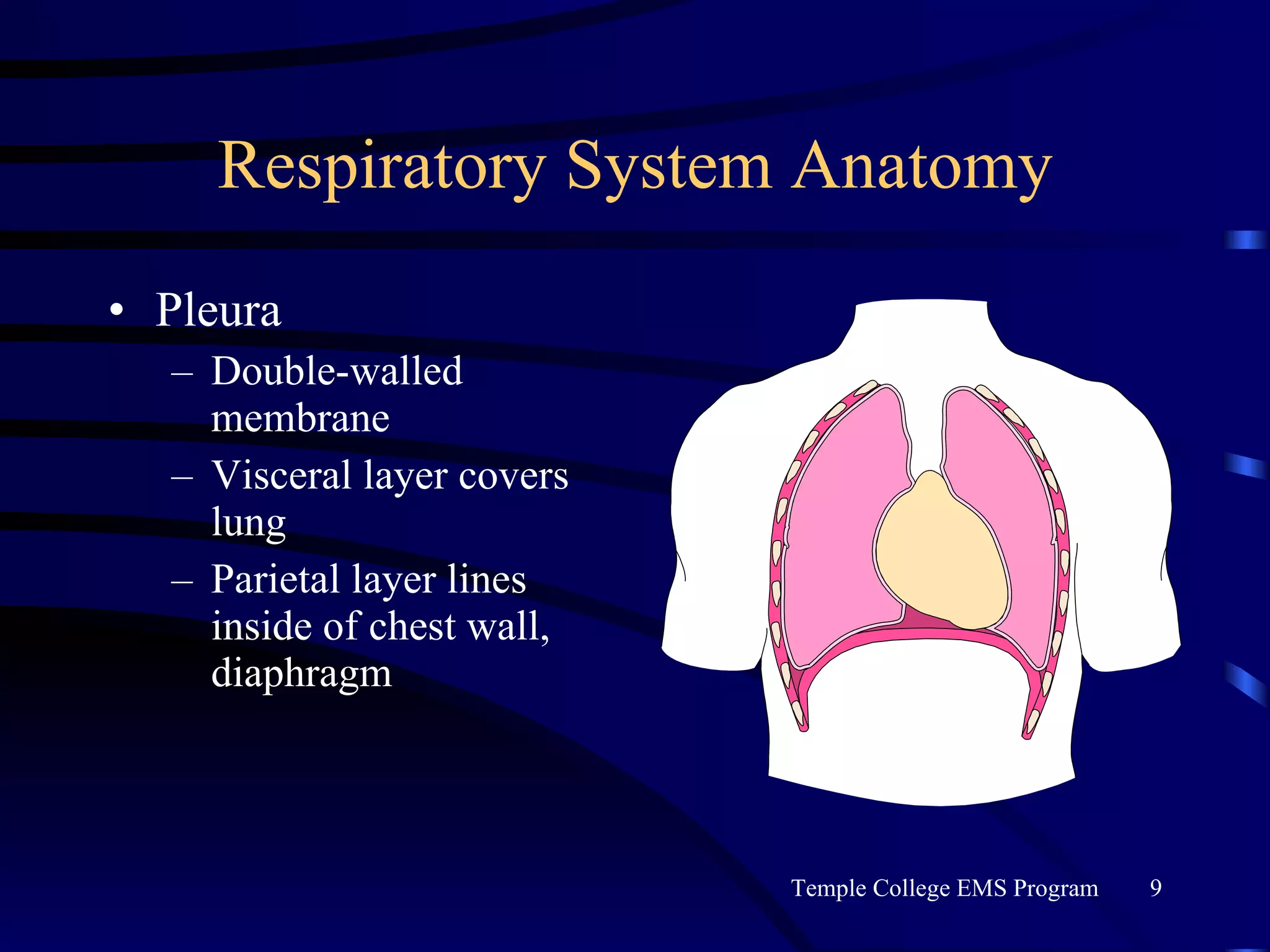 Respiratory System Anatomy Pleura Double-walled membrane Visceral layer covers lung Parietal layer lines inside of chest wall, diaphragm 