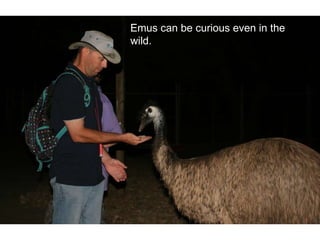 Emus can be curious even in the wild.  