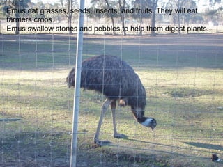 Emus eat grasses, seeds, insects, and fruits. They will eat farmers crops.  Emus swallow stones and pebbles to help them digest plants.  