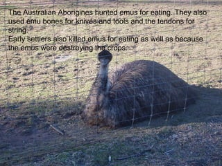 The Australian Aborigines hunted emus for eating. They also used emu bones for knives and tools and the tendons for string. Early settlers also killed emus for eating as well as because the emus were destroying the crops. 