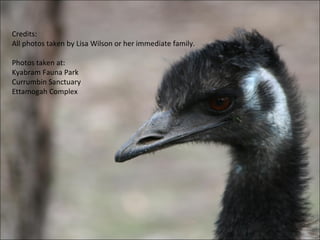 Credits: All photos taken by Lisa Wilson or her immediate family. Photos taken at: Kyabram Fauna Park Currumbin Sanctuary Ettamogah Complex  