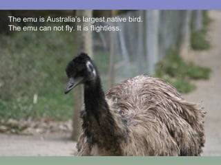 The emu is Australia’s largest native bird. The emu can not fly. It is flightless. 
